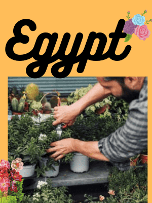 Flower delivery to Egypt